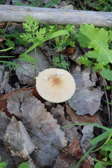 Lepiota clypeolaria