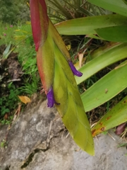 Tillandsia fendleri