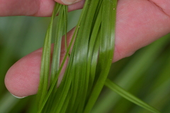 Carex auceps