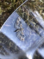 Eupithecia pulchellata