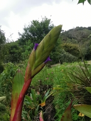Tillandsia fendleri