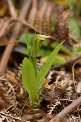 Pterostylis silvicultrix