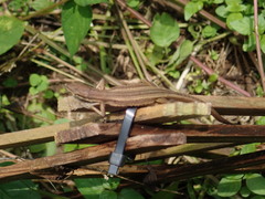 Takydromus kuehnei