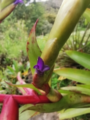 Tillandsia fendleri