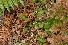 Pterostylis silvicultrix