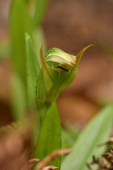 Pterostylis silvicultrix
