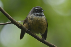 Rhipidura fuliginosa penita