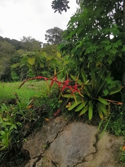 Tillandsia fendleri
