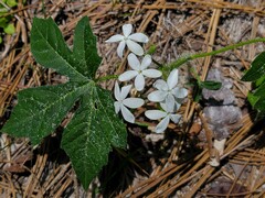 Cnidoscolus stimulosus