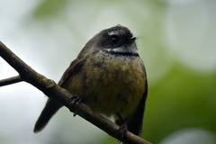 Rhipidura fuliginosa penita