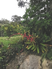 Tillandsia fendleri