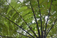 Cyathea cunninghamii