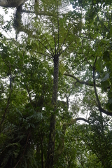 Cyathea cunninghamii