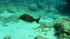 Spondyliosoma cantharus