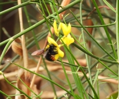Xylocopa augusti