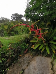 Tillandsia fendleri