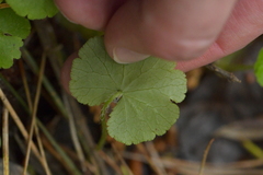Hydrocotyle robusta