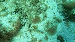 Sphoeroides marmoratus