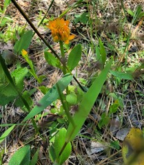 Polygala lutea