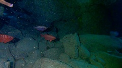 Heteropriacanthus fulgens