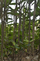 Pseudopanax chathamicus