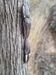 Chalcolepidius approximatus