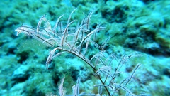 Macrorhynchia philippina