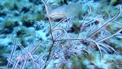 Macrorhynchia philippina