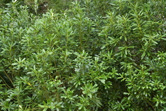 Pseudopanax chathamicus