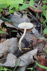 Lepiota clypeolaria