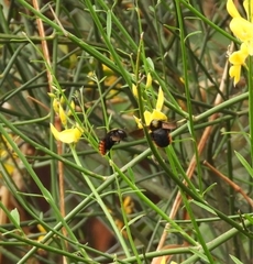 Xylocopa augusti