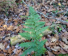 Dryopteris campyloptera