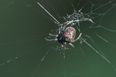 Parawixia bistriata