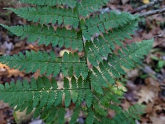 Dryopteris campyloptera