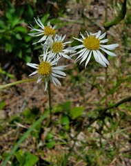 Erigeron vernus
