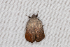 Tortricopsis pyroptis