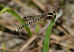Argia bipunctulata