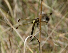 Libellula flavida