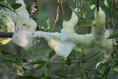 Cephisus siccifolius