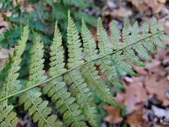 Dryopteris campyloptera