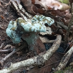 Hypomyces