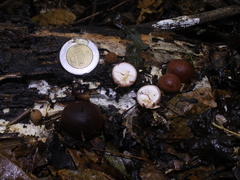 Lycoperdon fuligineum