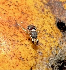 Bactrocera oleae
