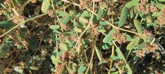 Euphorbia abramsiana