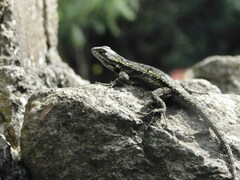 Sceloporus grammicus