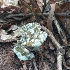 Hypomyces