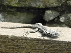 Sceloporus grammicus