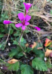 Pelargonium rodneyanum
