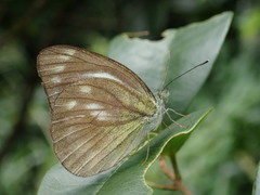 Cepora nadina