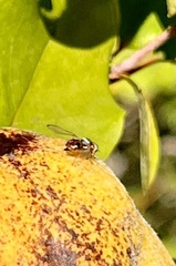 Bactrocera oleae